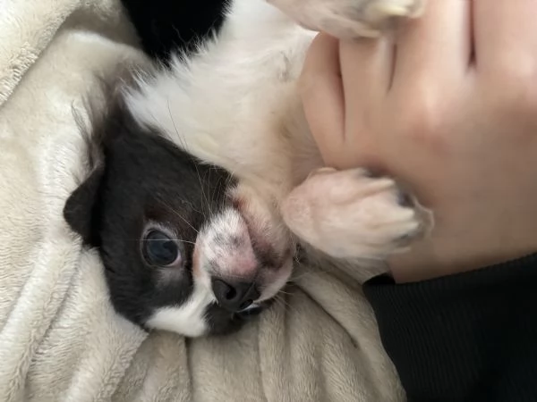 Chihuahua maschio | Foto 1