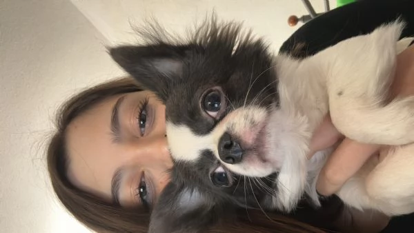 Chihuahua maschio | Foto 0