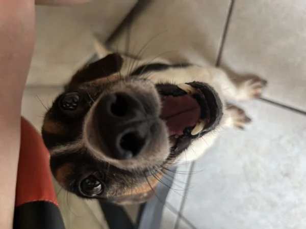 Jack russel  | Foto 4