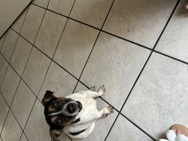 Jack russel  | Foto 3