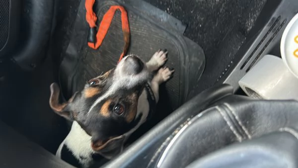 Jack russel  | Foto 2