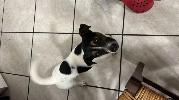 Jack russel  | Foto 1