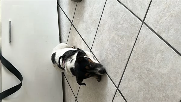 Jack russel  | Foto 0
