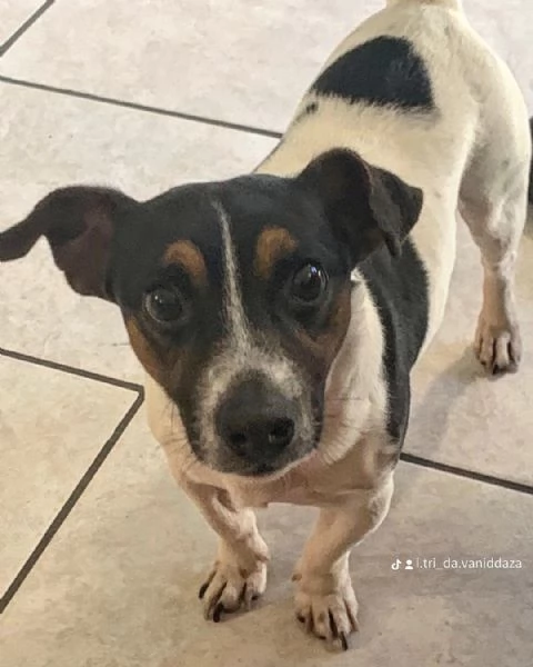 Jack russel 