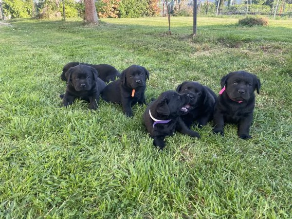 Cuccioli Labrador 