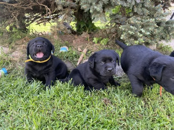 Cuccioli Labrador  | Foto 0