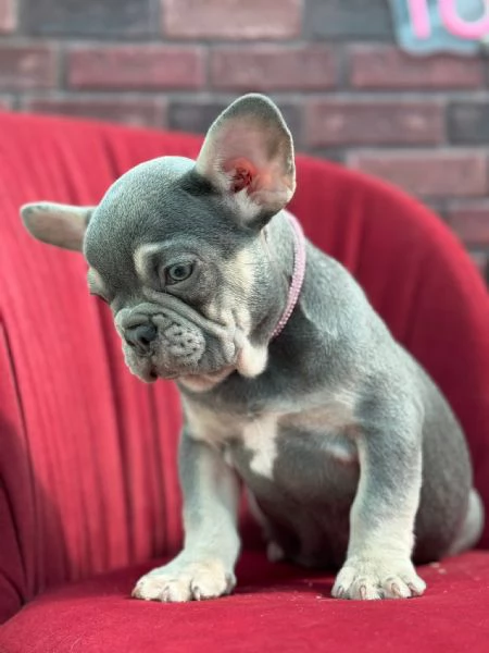 Bulldog francese  | Foto 2
