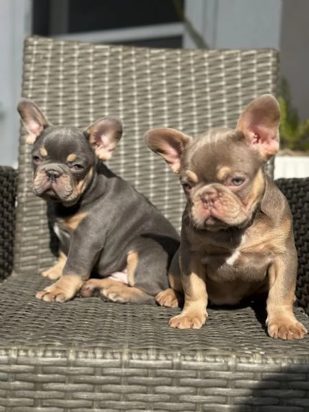 Bulldog francese  | Foto 1