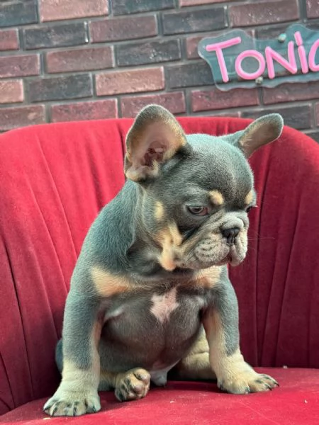 Bulldog francese  | Foto 0