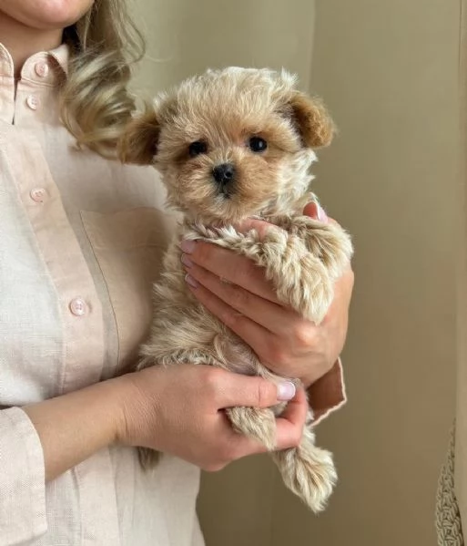 Cucciolo di Maltipoo disponibile per ladozione | Foto 0
