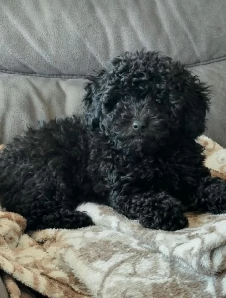 Cuccioli di barboncino toy disponibili per ladozione