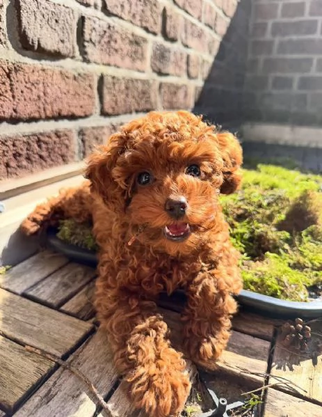 Cuccioli di barboncino toy disponibili per ladozione | Foto 0