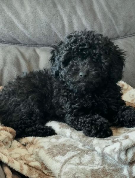 Cuccioli di barboncino toy disponibili per ladozione | Foto 0