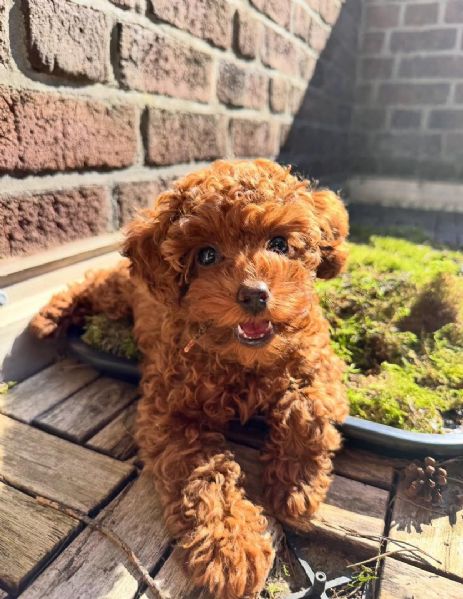 Cuccioli di barboncino toy disponibili per ladozione | Foto 0
