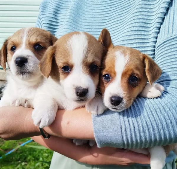 Cuccioli di Jack Russell disponibili per ladozione