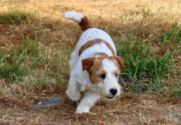 Cuccioli di Jack Russell disponibili per ladozione | Foto 2