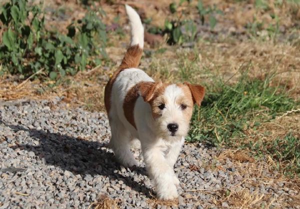 Cuccioli di Jack Russell disponibili per ladozione | Foto 1