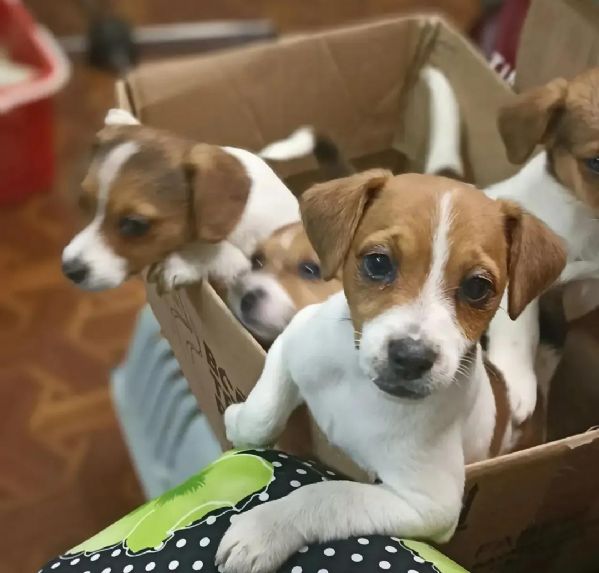 Cuccioli di Jack Russell disponibili per ladozione | Foto 0