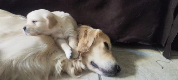 Splendidi cuccioli di Golden retriever