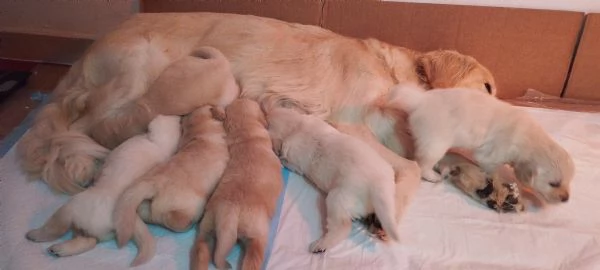Splendidi cuccioli di Golden retriever | Foto 6