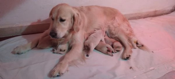 Splendidi cuccioli di Golden retriever | Foto 4