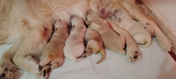 Splendidi cuccioli di Golden retriever | Foto 2