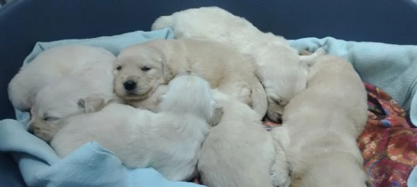 Splendidi cuccioli di Golden retriever | Foto 0
