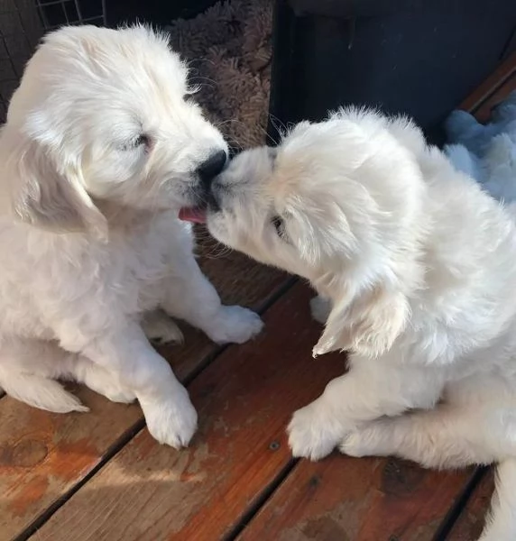 Cuccioli di Golden retriever 3 mesi | Foto 0