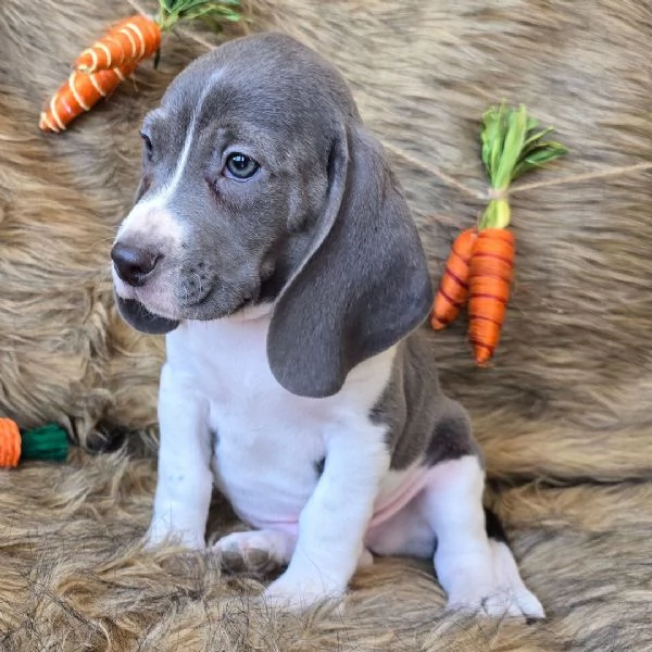 Regalo Beagle MERAVIGLIOSI   cuccioli di Beagle ottima genealogia gia vaccinati sverminati e micro