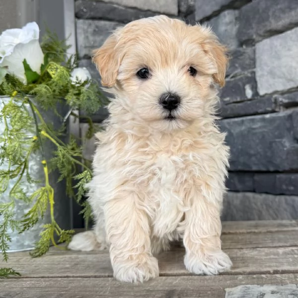 Regalo ALLEVAMENTO MALTESI TAGLIA MINI TOY   Ho bellissimi cuccioli maltese pronti per loro nuove ca