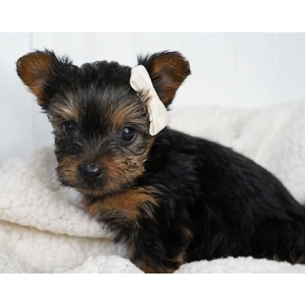 Regalo Abbiamo avere amorevole Yorkie cuccioli per lAdozione   Abbiamo avere Yorkie amorevole per l