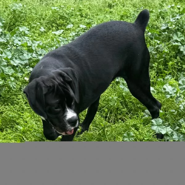 Regalo Cuccioli di Boxer   Cuccioli di Boxer rossi Maschietti e Femminucce  I cuccioli vengono cedu