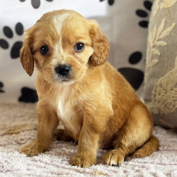 Regalo GOLDEN RETRIVER CUCCIOLI DISPONIBILE PER LADOZIONE   Adorabili cuccioli di Golden Retriver f