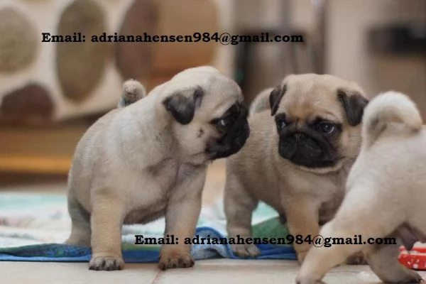 Splendidi cuccioli di carlino ben socializzati | Foto 0