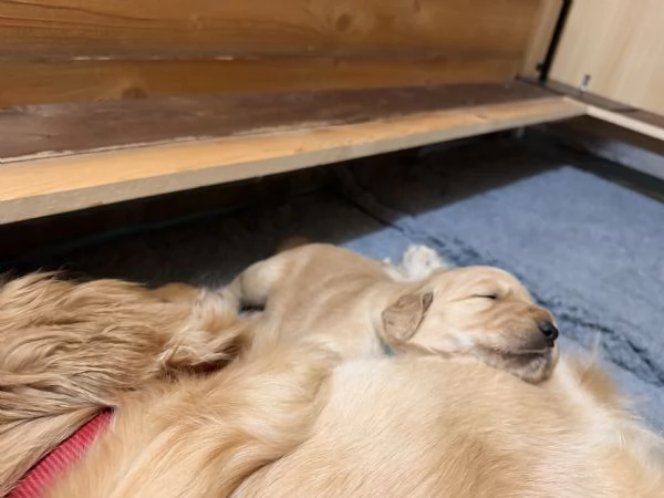Cuccioli Golden Retriever 100linea Americana Prenotali subito  | Foto 5