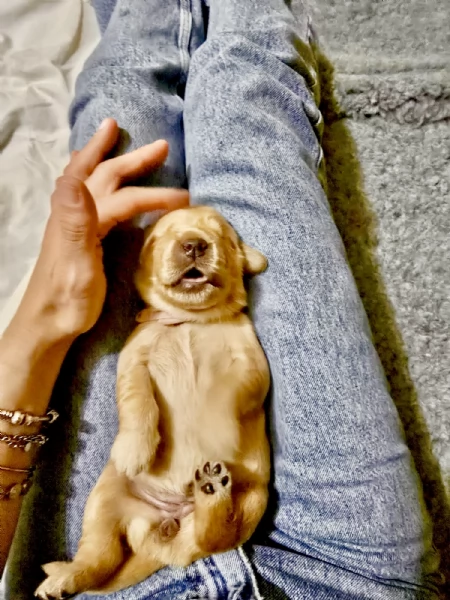 Cuccioli Golden Retriever 100linea Americana Prenotali subito 