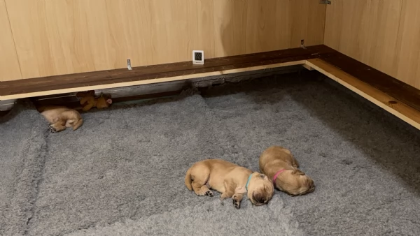 Cuccioli Golden Retriever 100linea Americana Prenotali subito  | Foto 3