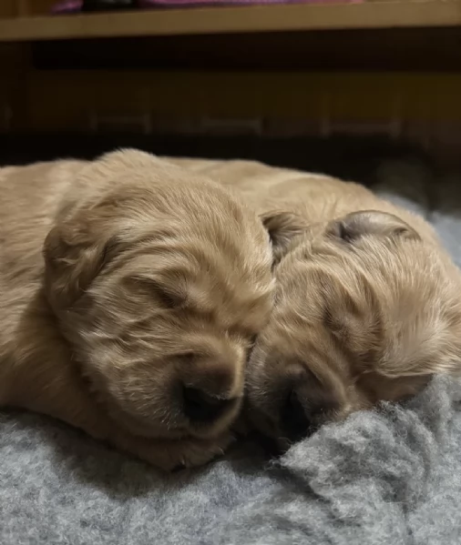 Cuccioli Golden Retriever 100linea Americana Prenotali subito  | Foto 2