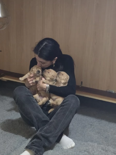 Cuccioli Golden Retriever 100linea Americana Prenotali subito  | Foto 1