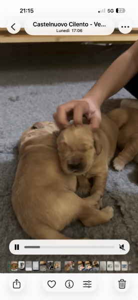 Cuccioli Golden Retriever 100linea Americana Prenotali subito  | Foto 0