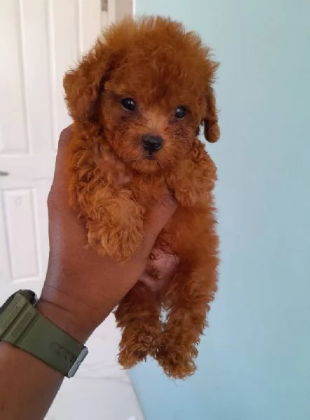 Cuccioli di Barboncini minitoy | Foto 0