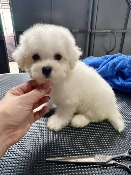 Cuccioli di Barboncini minitoy