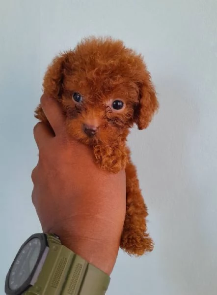 Cuccioli di Barboncini toy