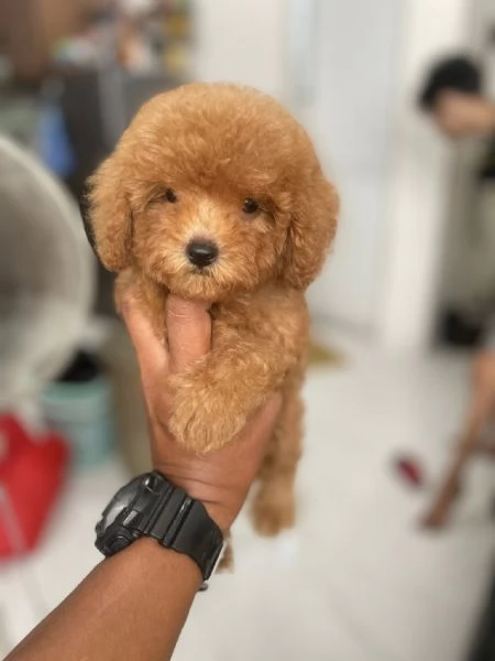 Cuccioli di Barboncini taglia piccola