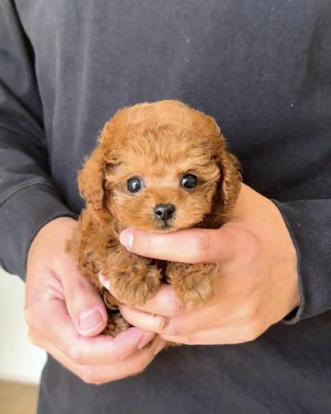 Due cuccioli di Barboncina toy  | Foto 0