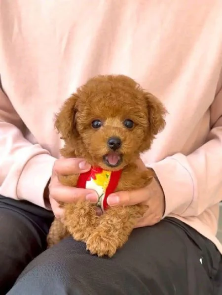 Barboncino Toy maschi e femmine | Foto 0