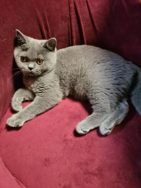 Cuccioli British Shorthair | Foto 0