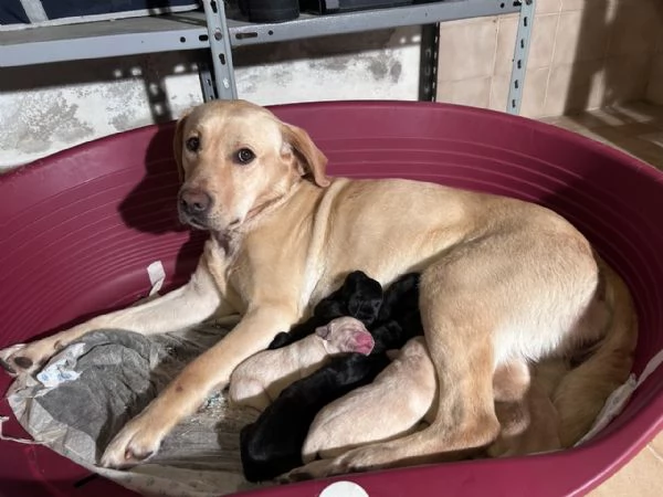 Labrador cucciolata di Kalispo e Jago 8 cuccioli di alta genealogia nati il 18 aprile 20 | Foto 3