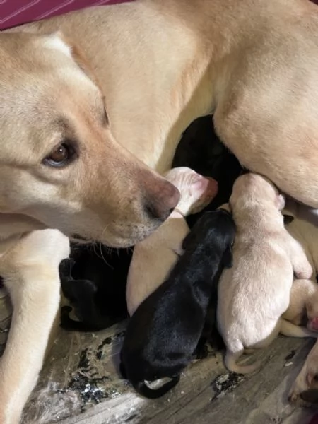 Labrador cucciolata di Kalispo e Jago 8 cuccioli di alta genealogia nati il 18 aprile 20 | Foto 2
