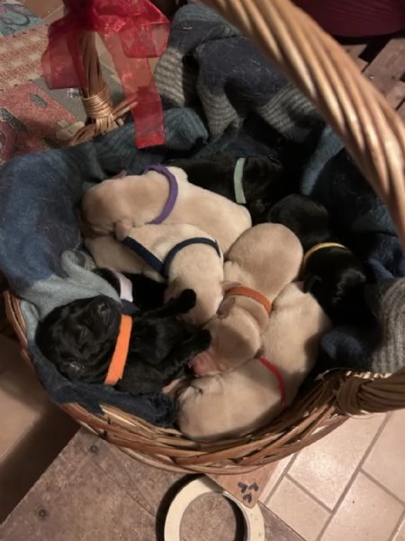 Labrador cucciolata di Kalispo e Jago 8 cuccioli di alta genealogia nati il 18 aprile 20